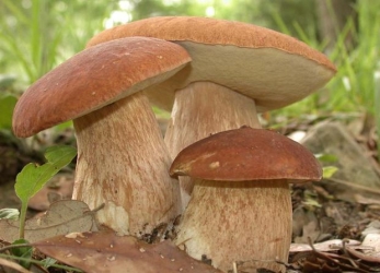 Схожі на їстівні: 5 грибів, які насправді є смертельно небезпечними